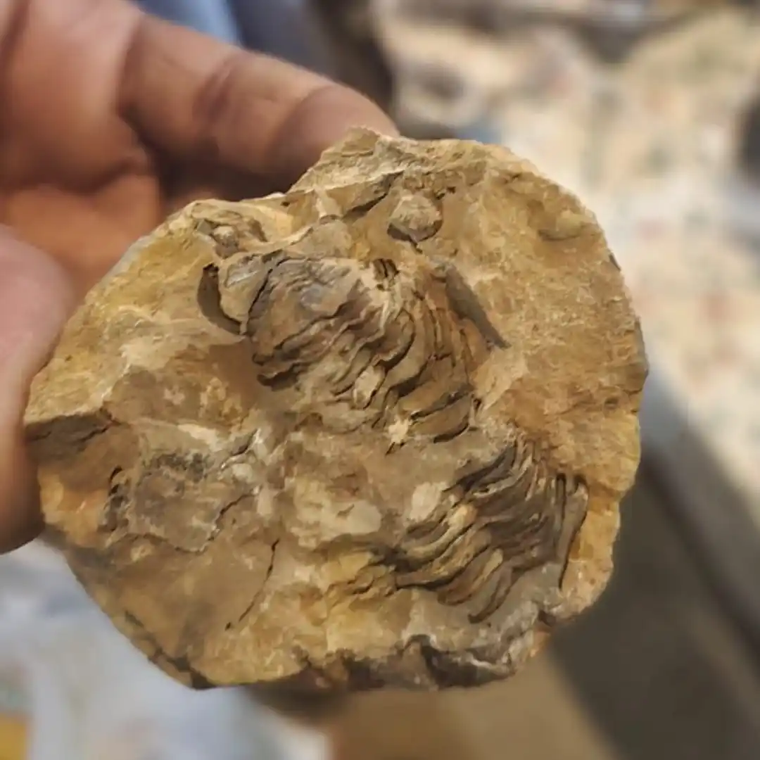 Fossil Hunting Tour Merzouga