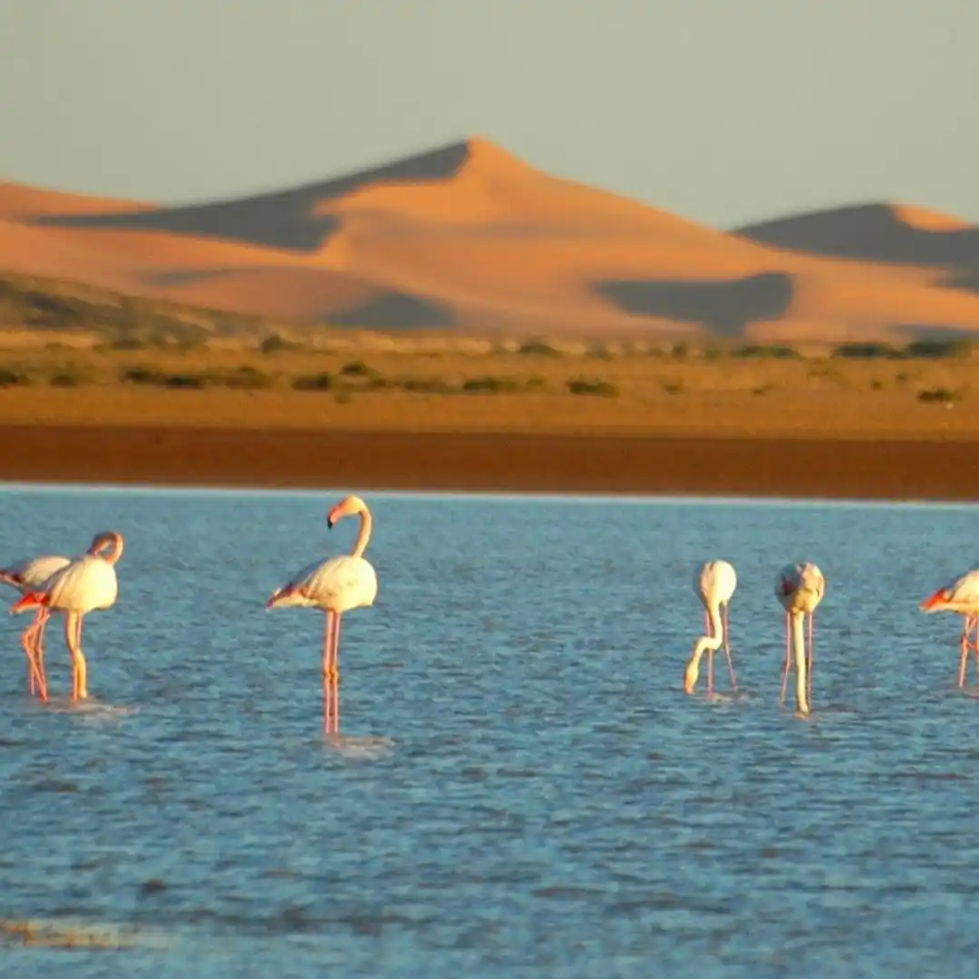 Dayet Srji 1 Day Tour from Merzouga Where the Desert Briefly Forgets Itself
