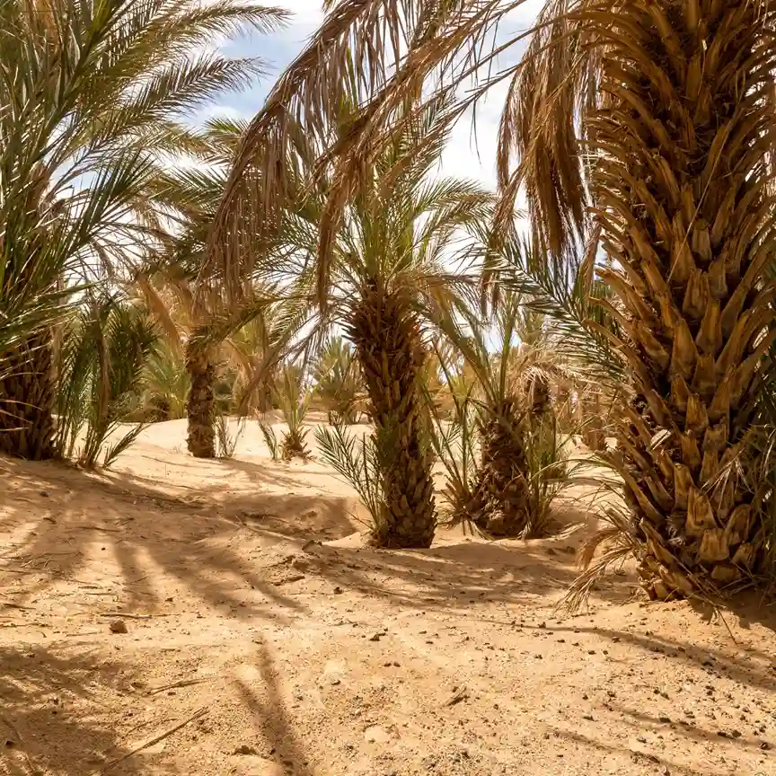 Oasis, Merzouga — Oasis Walk with Guide