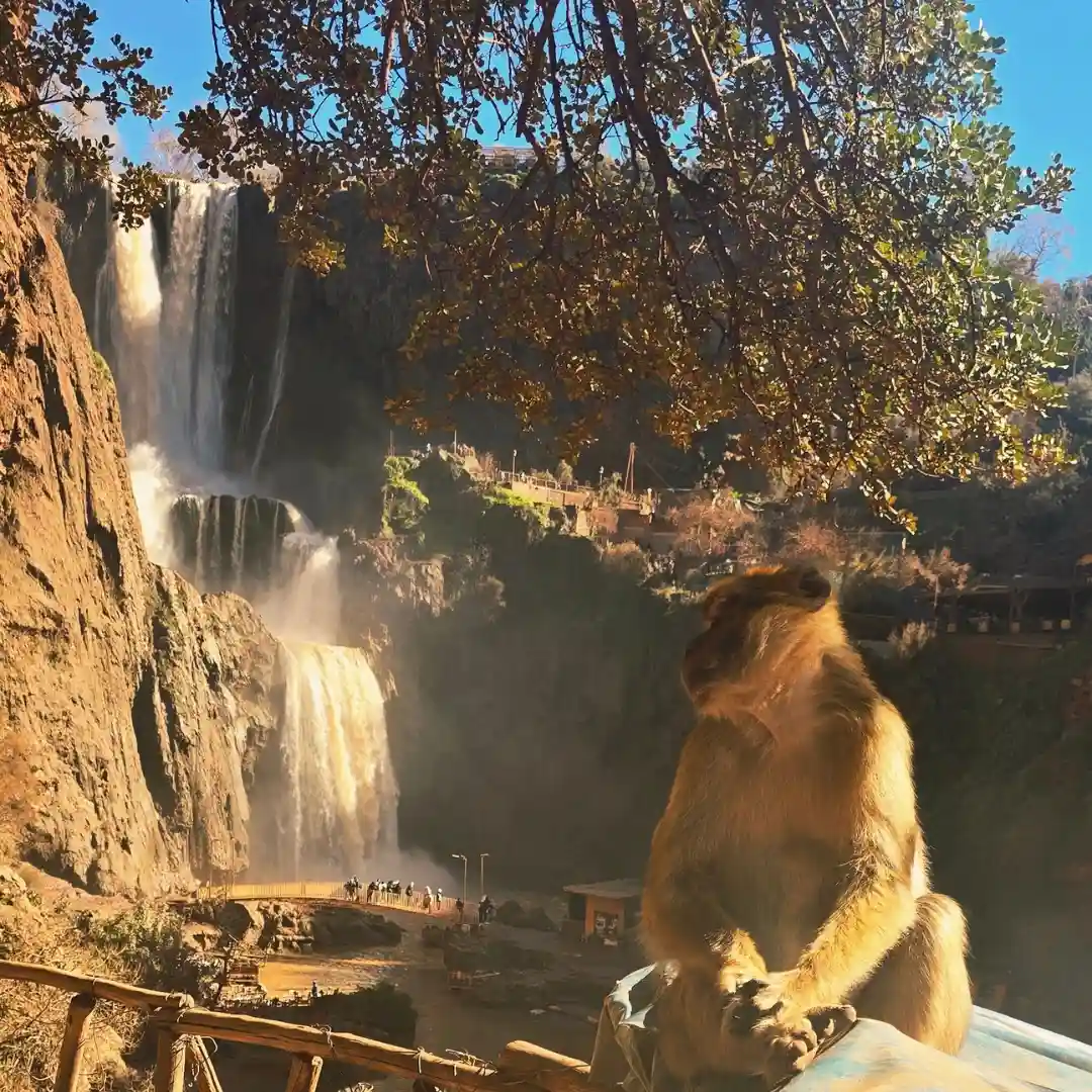 Ouzoud Waterfall and Barbary Macaque — Atlas Valleys and Ouzoud Experience